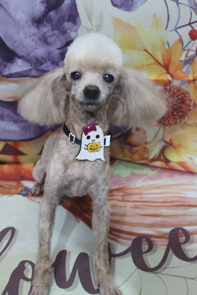 千葉県船橋市のトイプードルのトリミング画像