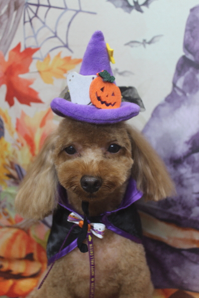 千葉県市川市のトイプードルのトリミング画像