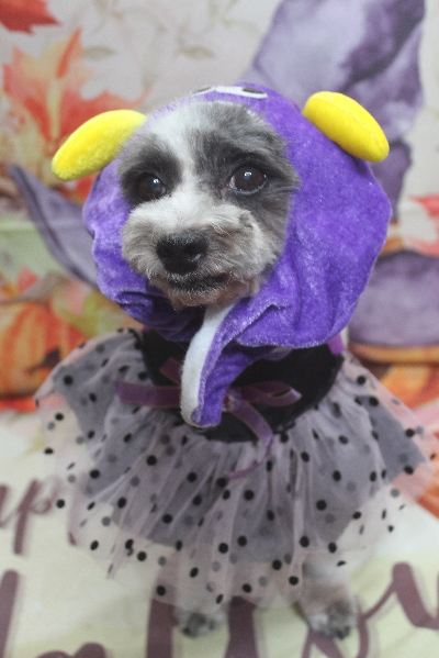 千葉県鎌ケ谷市のトイプードルのトリミング画像