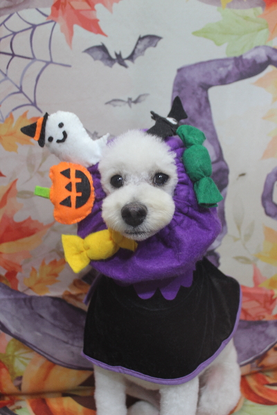 千葉県鎌ヶ谷市のトイプードルのトリミング画像