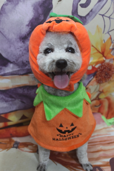 千葉県船橋市のトイプードルのトリミング画像