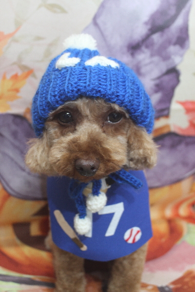 神奈川県横浜市のトイプードルのトリミング前画像