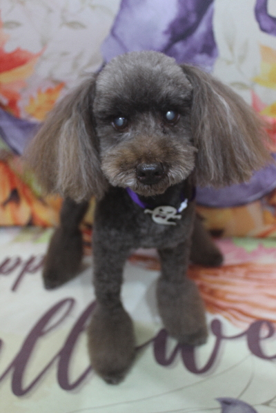 千葉県船橋市のトイプードルのシャンプー画像