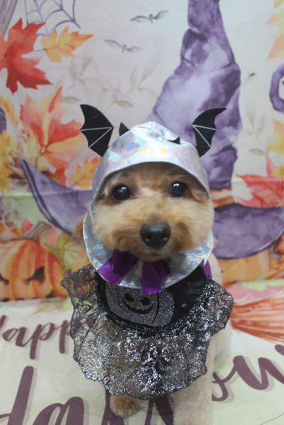 千葉県船橋市のトイプードルのトリミング画像