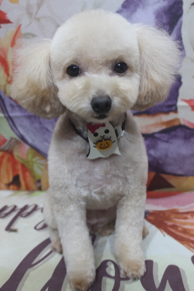 千葉県鎌ケ谷市のトイプードルのトリミング画像