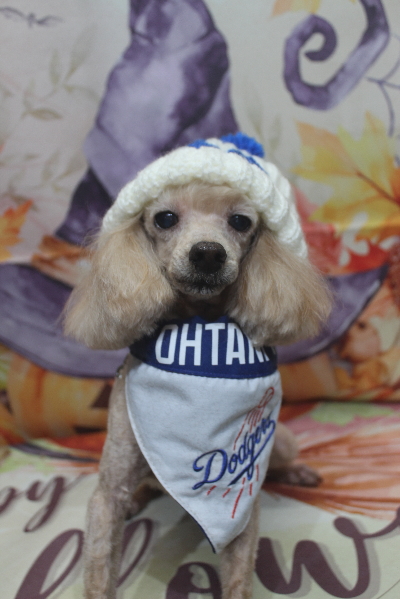 千葉県船橋市のトイプードルのトリミング画像