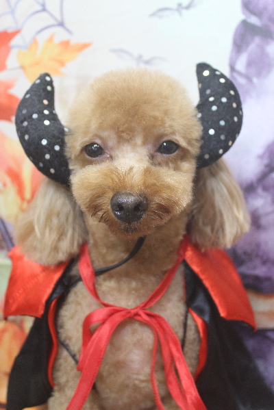 千葉県市川市のトイプードルのトリミング画像