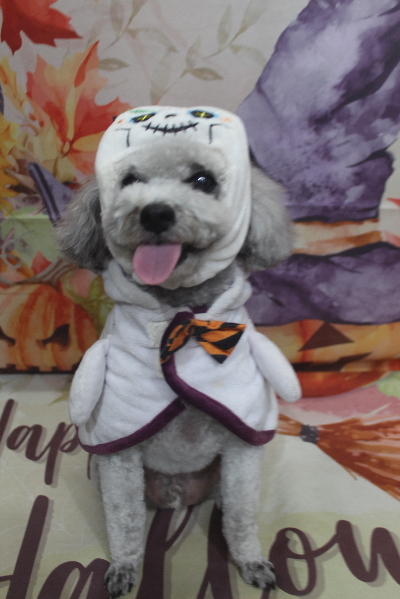 千葉県船橋市のトイプードルのトリミング画像