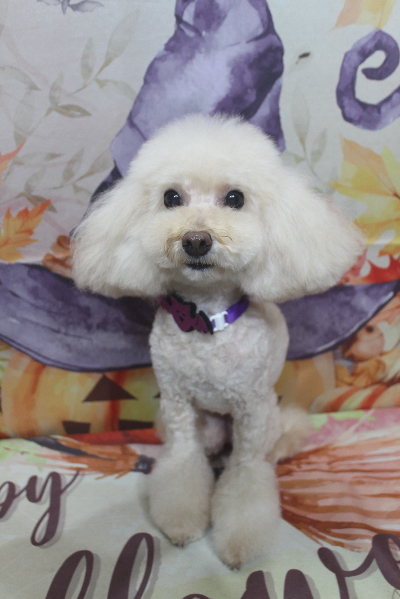 千葉県鎌ケ谷市のトイプードルのトリミング画像