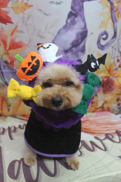 千葉県船橋市のトイプードルのトリミング画像