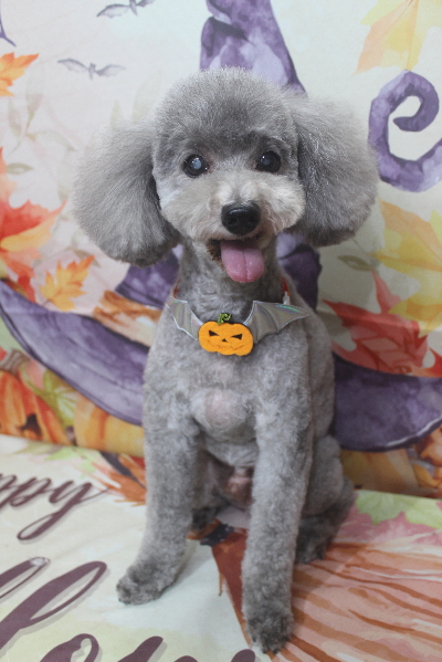 千葉県船橋市のトイプードルのトリミング画像