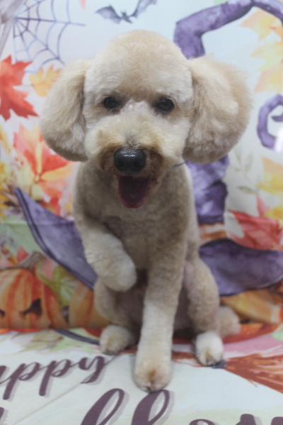 千葉県船橋市のトイプードルのトリミング画像