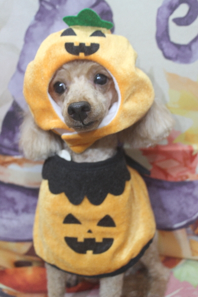 千葉県船橋市のトイプードルのトリミング画像