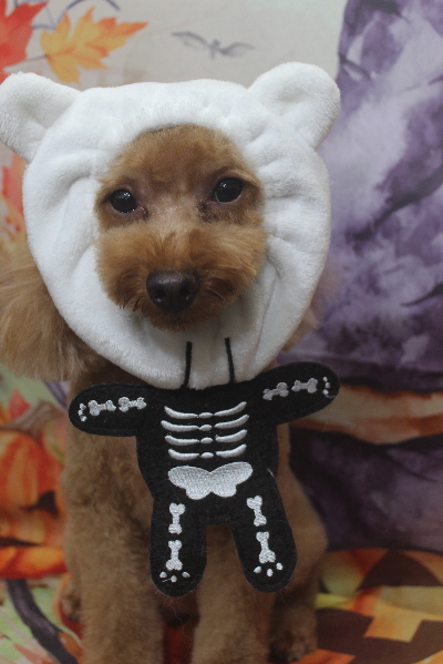 千葉県市川市のトイプードルのトリミング画像