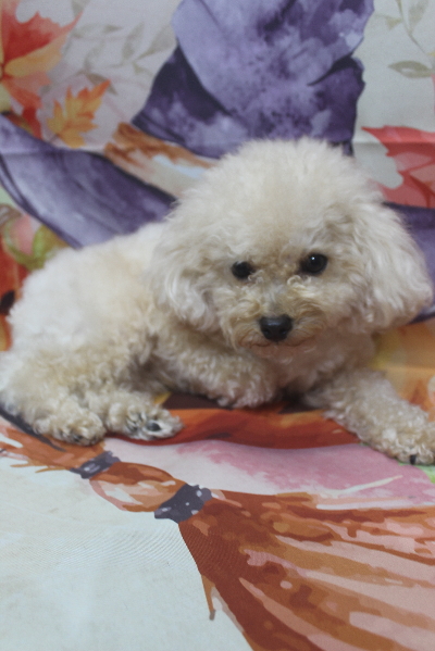 千葉県鎌ケ谷市のトイプードルのトリミング前画像