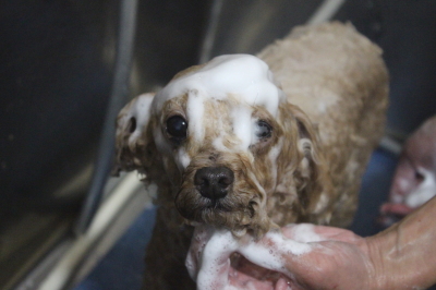 千葉県船橋市のトイプードルのシャンプー画像