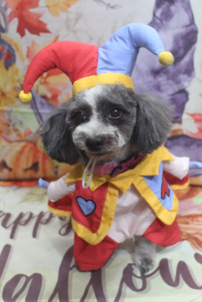 千葉県鎌ケ谷市のトイプードルのトリミング画像