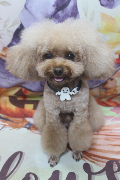 千葉県千葉市のトイプードルのトリミング画像