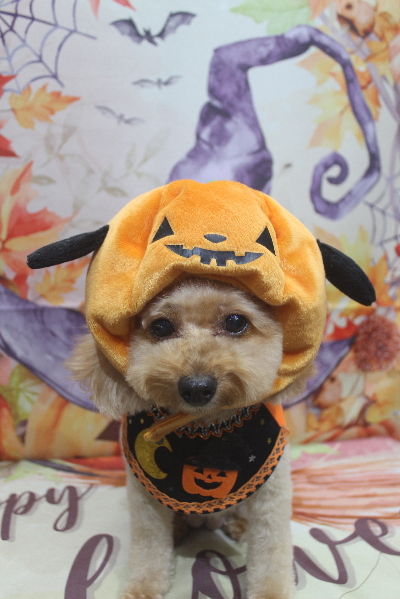 千葉県船橋市のトイプードルのトリミング画像