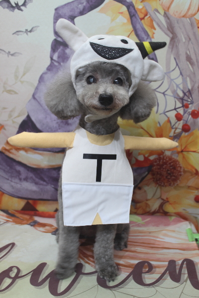 千葉県船橋市のトイプードルのトリミング画像