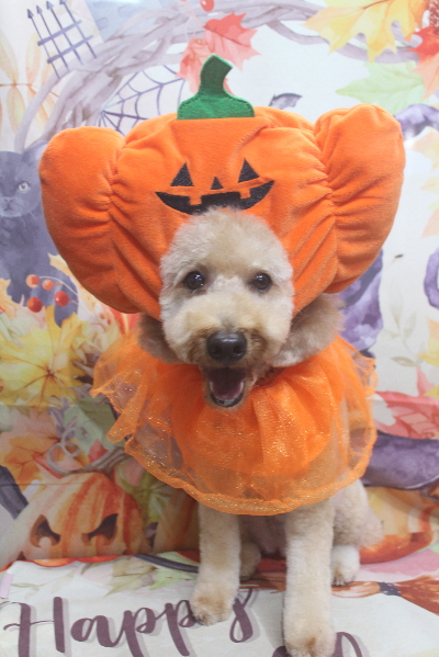 千葉県船橋市のトイプードルのトリミング画像