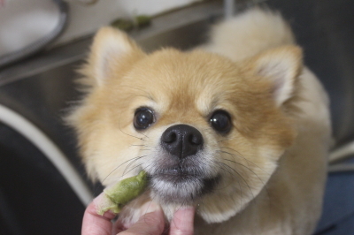 千葉県船橋市ポメラニアンの歯磨き画像