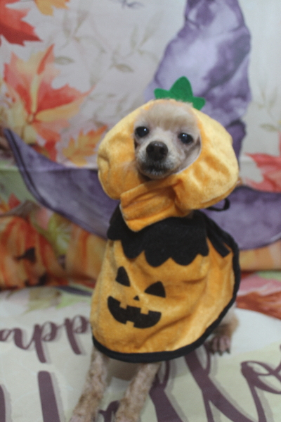 千葉県船橋市のトイプードルのトリミング画像