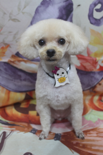 千葉県鎌ケ谷市のトイプードルのトリミング画像