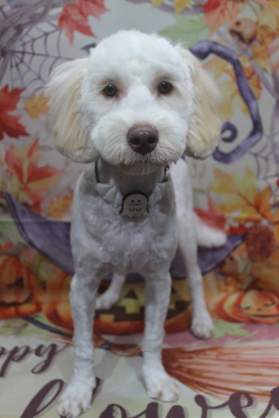 千葉県船橋市のオーストラリアンラブラドゥードルのトリミング画像