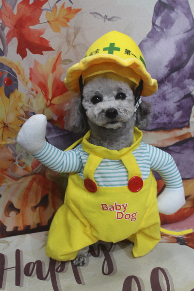 千葉県船橋市のトイプードルのトリミング画像