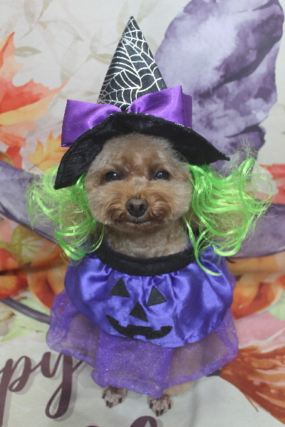 千葉県千葉市のトイプードルのトリミング画像