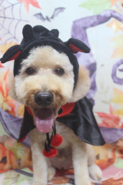 千葉県船橋市のトイプードルのトリミング画像