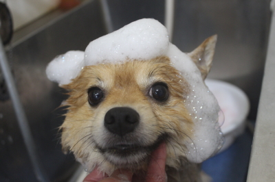 千葉県船橋市ポメラニアンのシャンプー画像