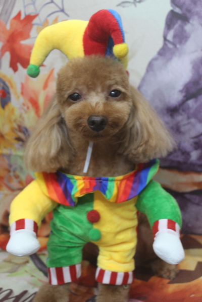 千葉県市川市のトイプードルのトリミング画像