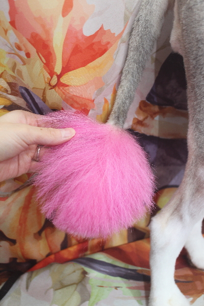 千葉県船橋市のシェルティのカラーリング画像