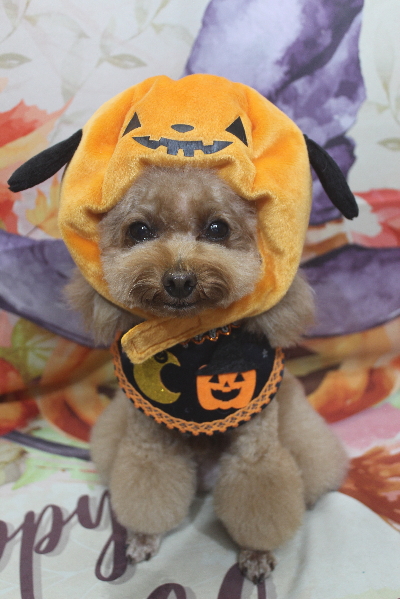 千葉県千葉市のトイプードルのトリミング画像