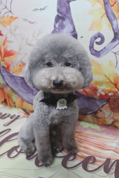 千葉県船橋市のトイプードルのトリミング画像