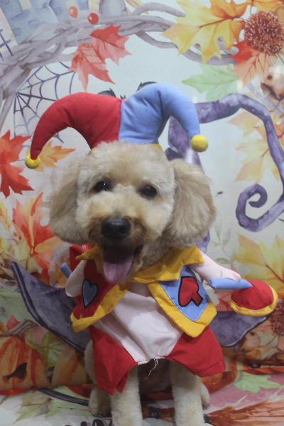 千葉県船橋市のトイプードルのトリミング画像