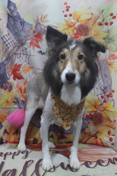 千葉県船橋市のシェルティのトリミング画像