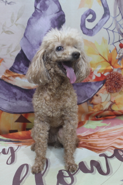 千葉県船橋市のトイプードルのトリミング前画像