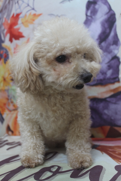千葉県鎌ケ谷市のトイプードルのトリミング前画像