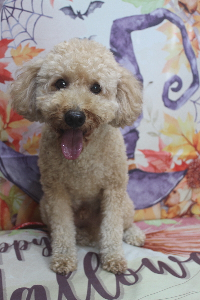 千葉県船橋市のトイプードルのトリミング前画像