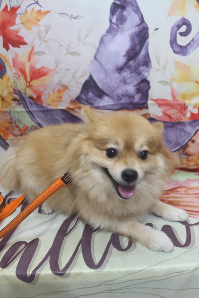 千葉県船橋市ポメラニアンのトリミング前画像