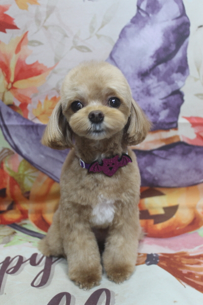 千葉県船橋市のミックス犬のトリミング画像