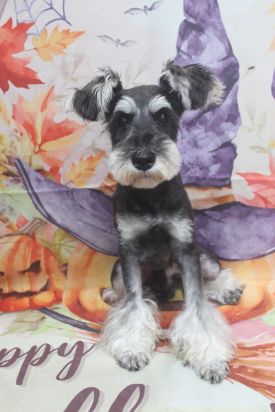 千葉県船橋市のミニチュアシュナウザーのトリミング前画像