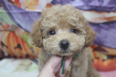 トイプードルブリーダーの子犬、トリミング画像