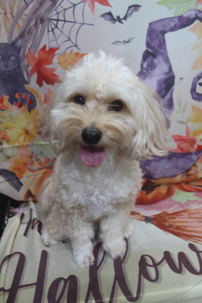 千葉県鎌ヶ谷市のミックス犬のトリミング前画像