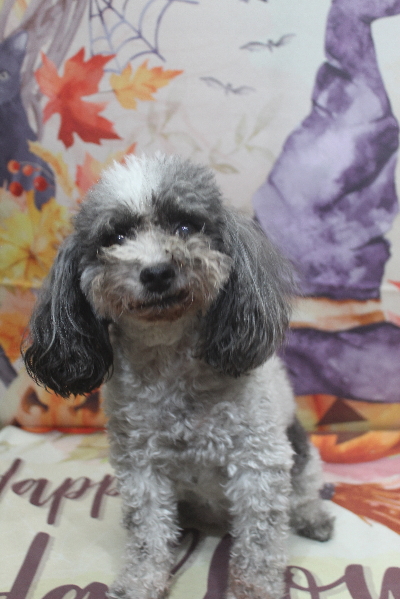 千葉県鎌ケ谷市のトイプードルのトリミング前画像