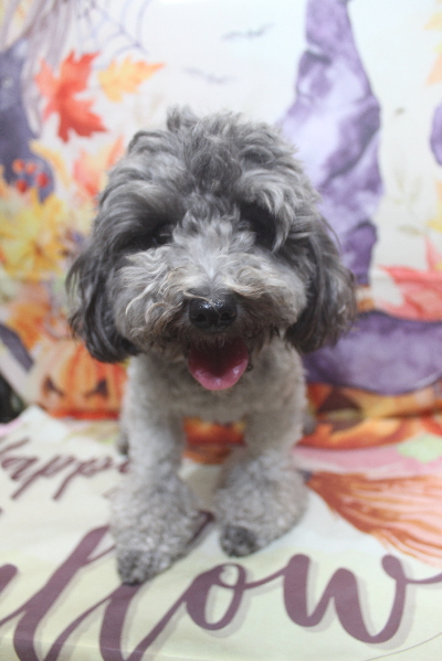 トイプードルブリーダーの成犬、トリミング画像