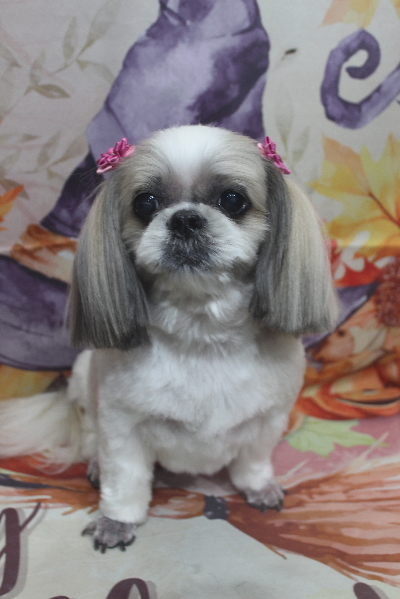 千葉県鎌ケ谷市のシーズーのトリミング画像